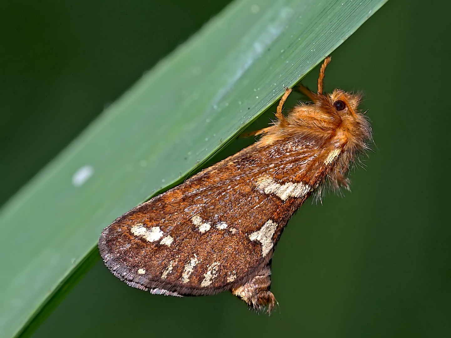 Heidekraut-Wurzelbohrer (Phymatopus hecta)