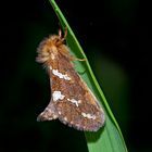 Heidekraut-Wurzelbohrer (Phymatopus hecta) - L'Hépatique.