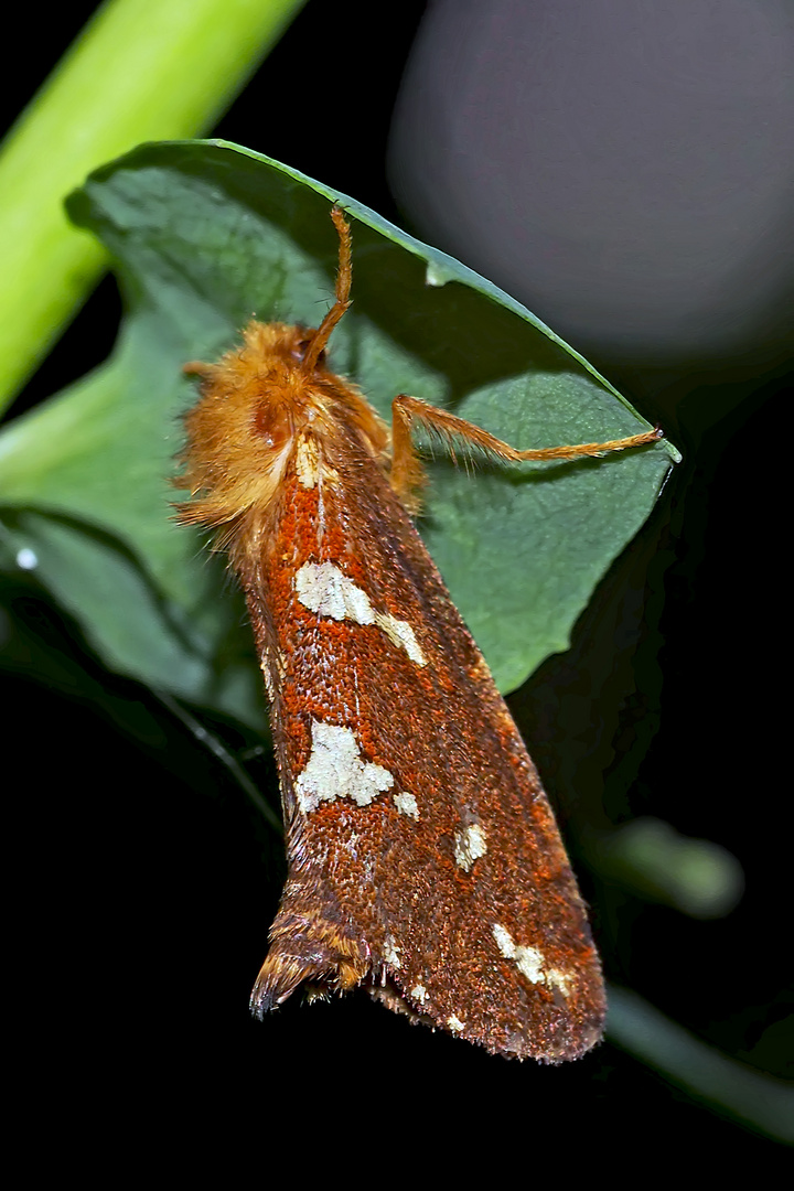 Heidekraut-Wurzelbohrer (Phymatopus hecta) - L'Hépatique. 