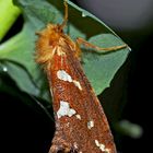 Heidekraut-Wurzelbohrer (Phymatopus hecta) - L'Hépatique. 