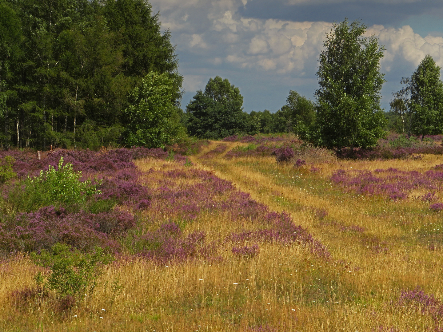 Heidekrautblüte in der Drover Heide