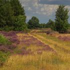 Heidekrautblüte in der Drover Heide