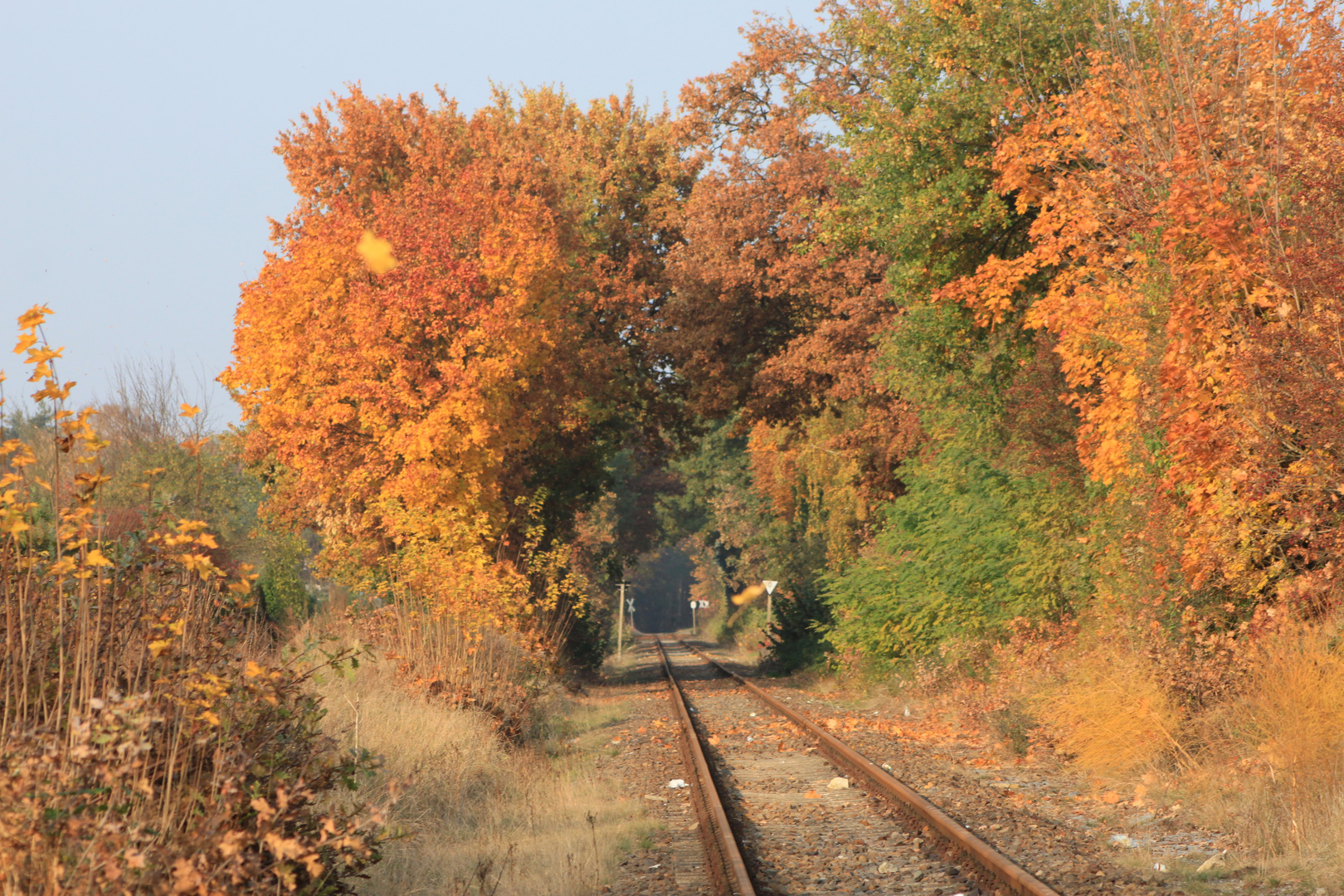 heidekrutbahn im herbst