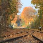 heidekrutbahn im herbst nähe (schildower bahnhof)