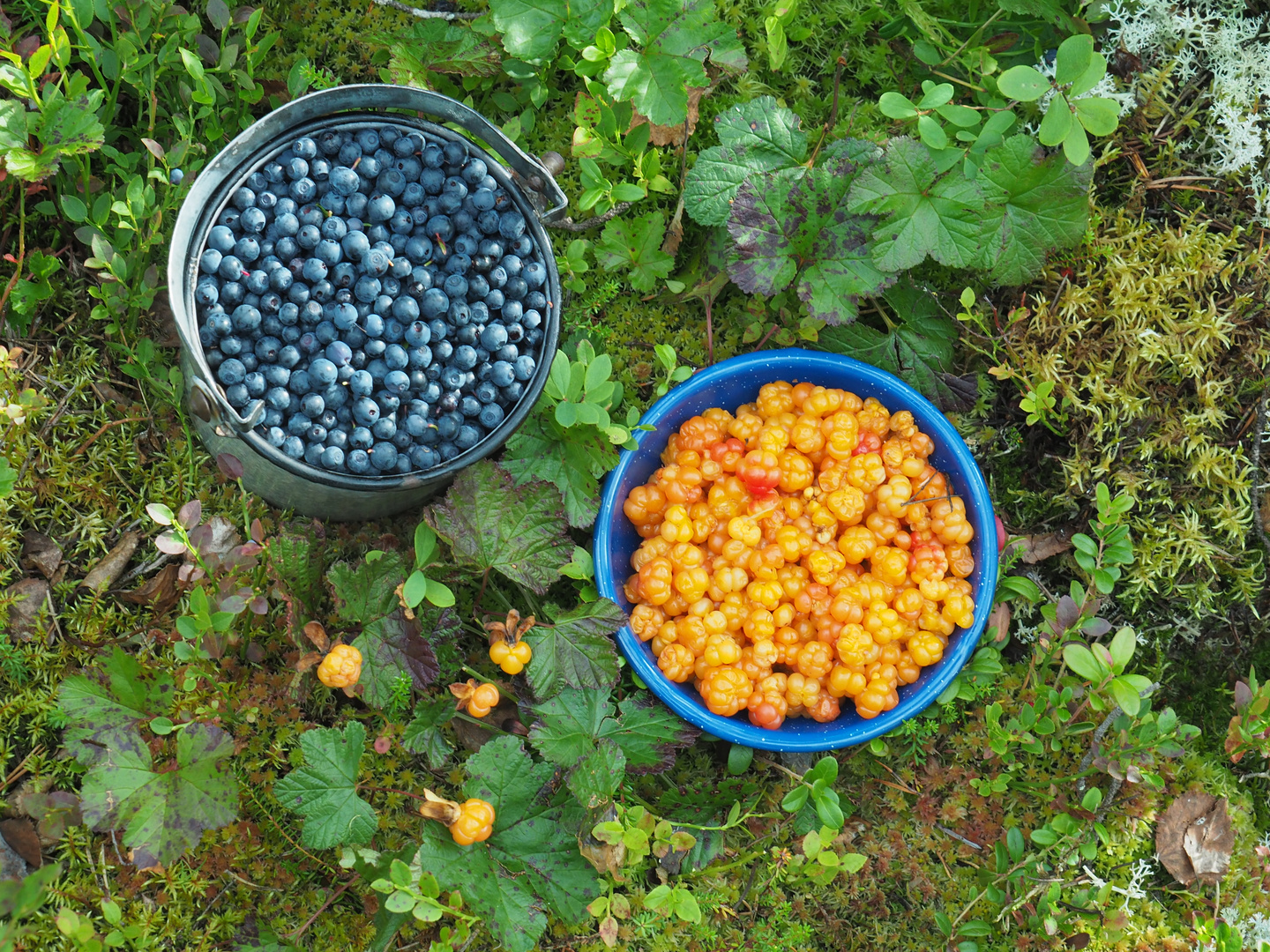 Heidel und Moltebeeren Foto & Bild schweden, natur, pflanzen Bilder