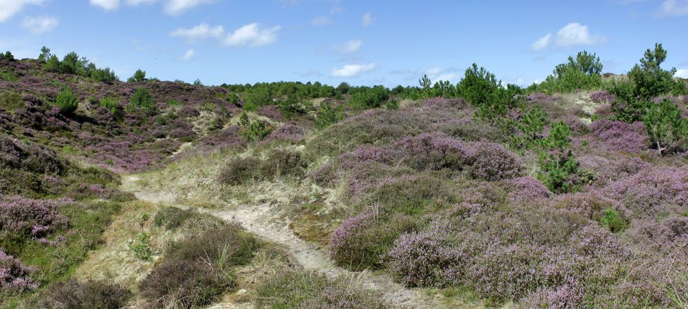 Heideland Foto & Bild europe, benelux, netherlands Bilder auf