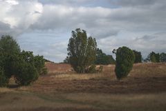 Heidelandschaft (1)