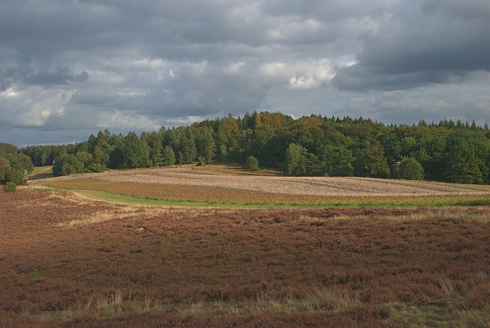 Heidelandschaft (3)