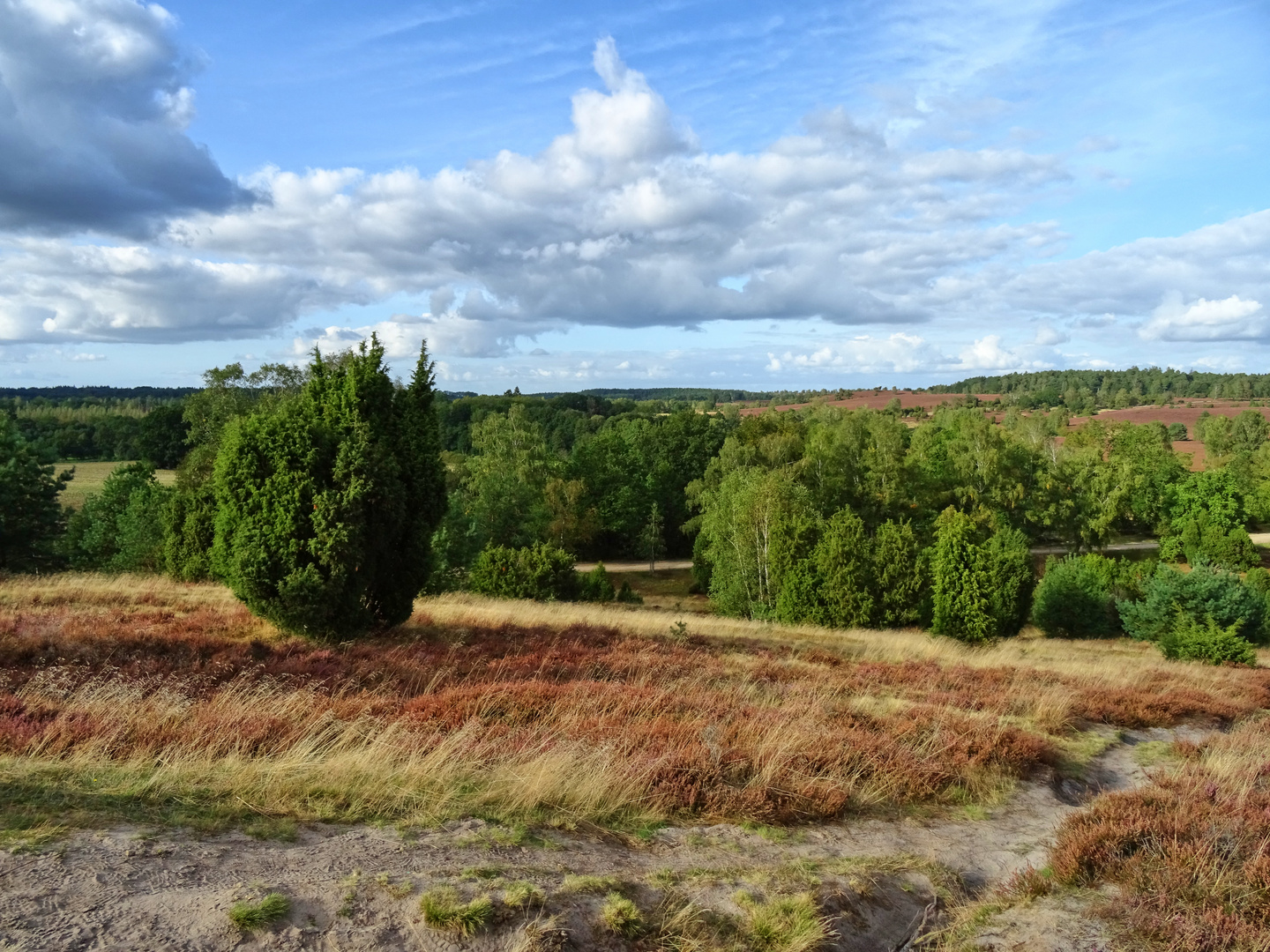 Heidelandschaft (4)