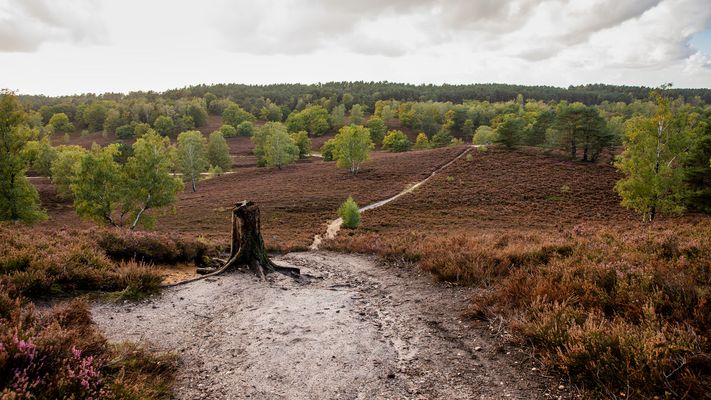 Heidelandschaft