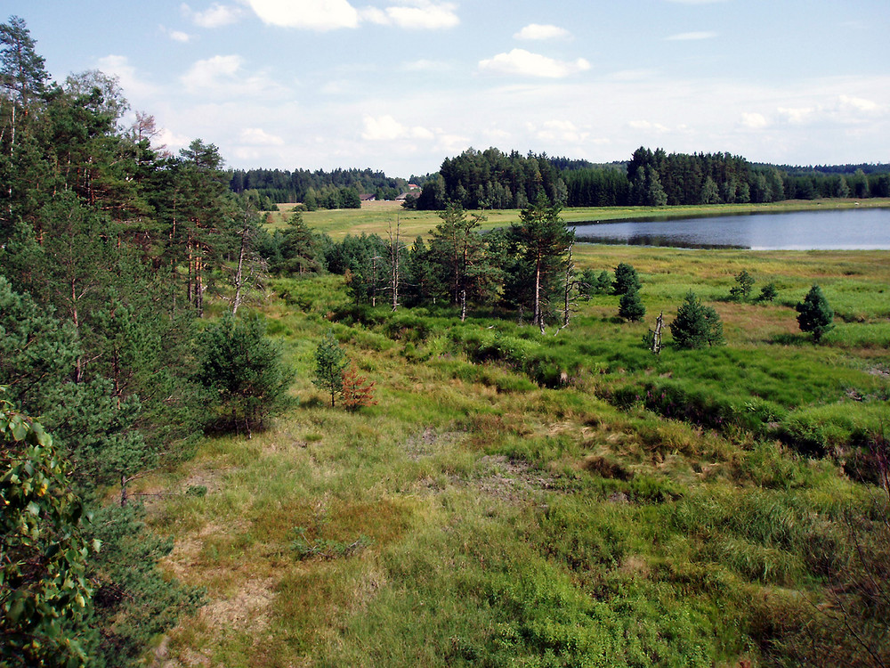 Heidelandschaft