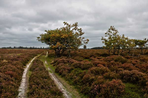 Heidelandschaft am Flyndersø