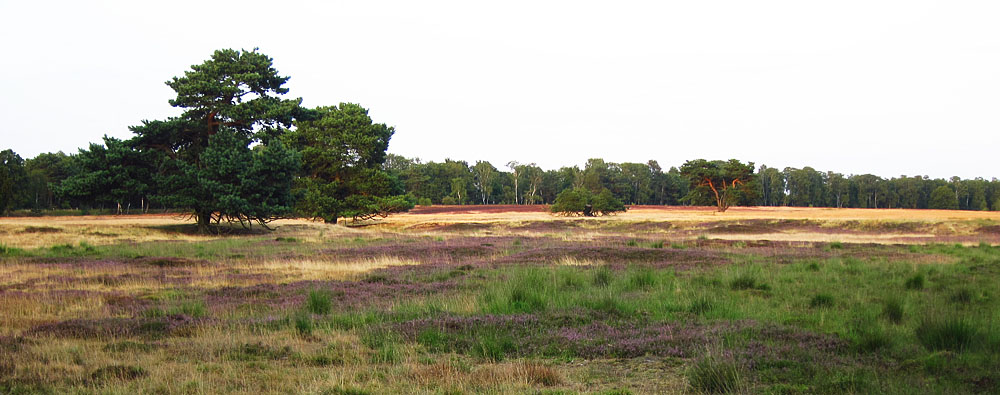 Heidelandschaft am Pietzmoor