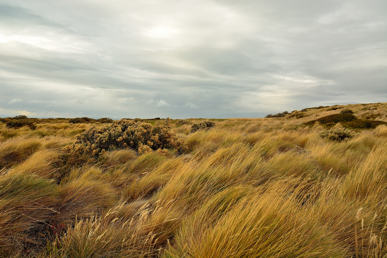 Heidelandschaft am Seno Otway_02