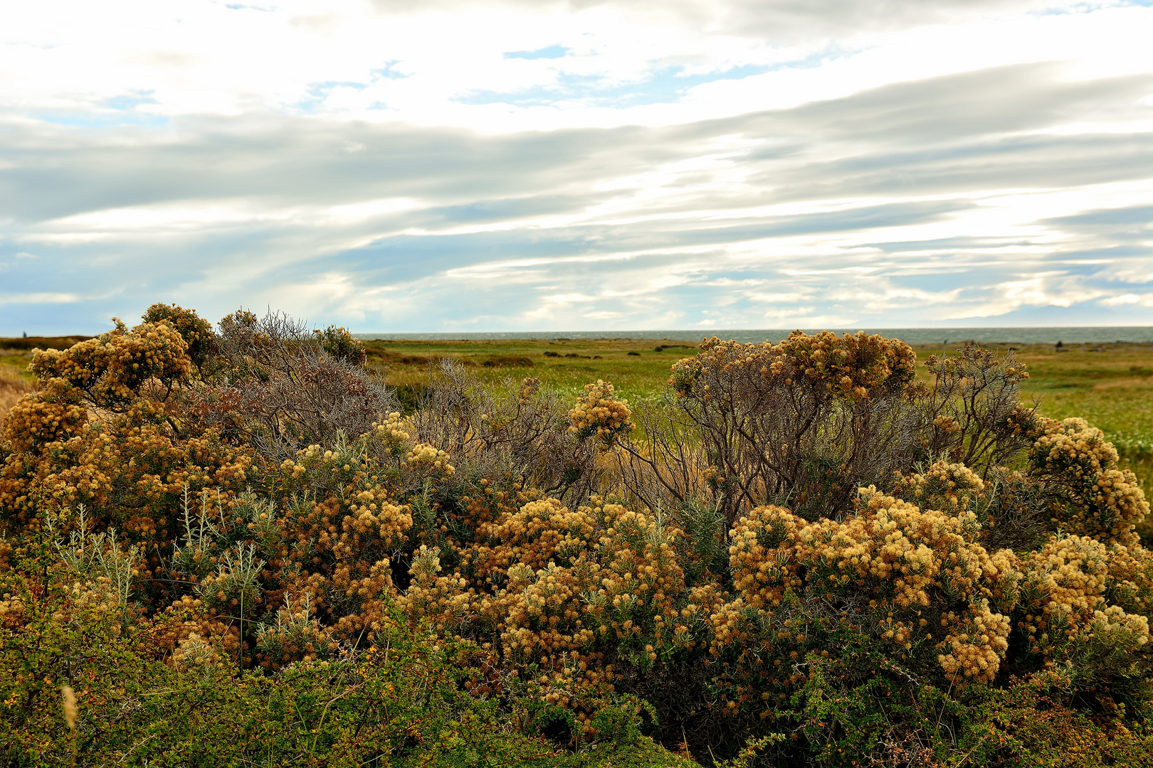 Heidelandschaft am Seno Otway_03