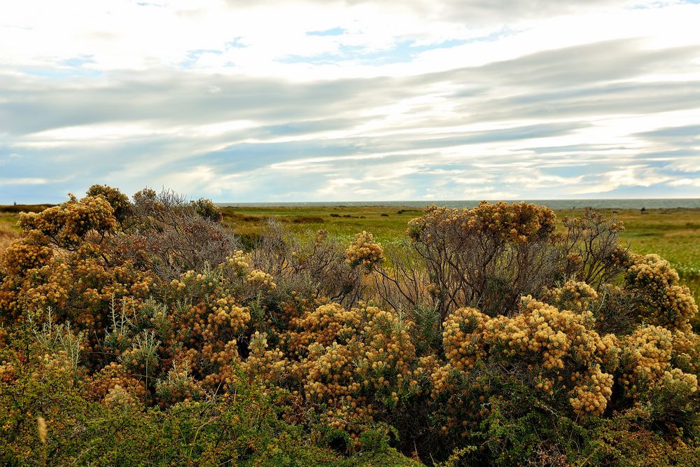 Heidelandschaft am Seno Otway_03