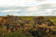 Heidelandschaft am Seno Otway_03