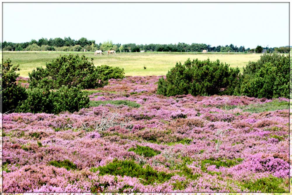 Heidelandschaft auf Amrum