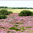 Heidelandschaft auf Amrum