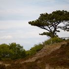 Heidelandschaft auf Spiekeroog