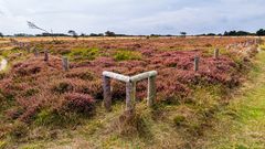 Heidelandschaft auf Sylt #5860