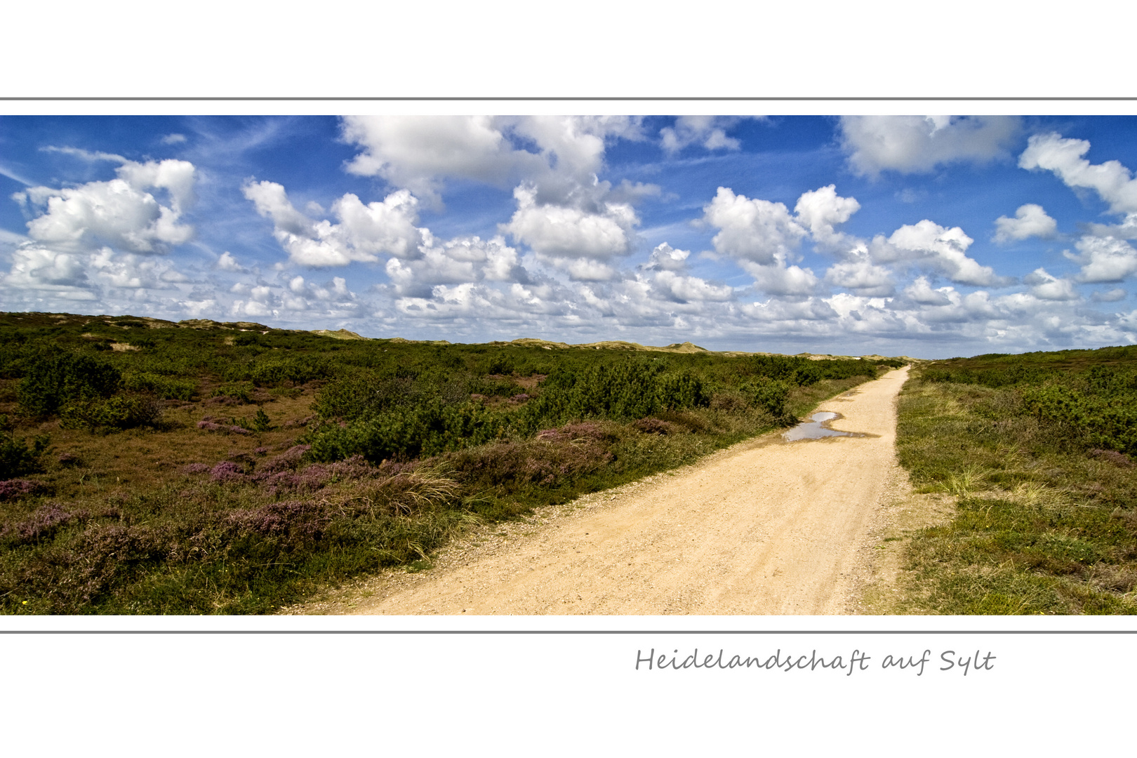 Heidelandschaft auf Sylt