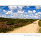 Heidelandschaft auf Sylt