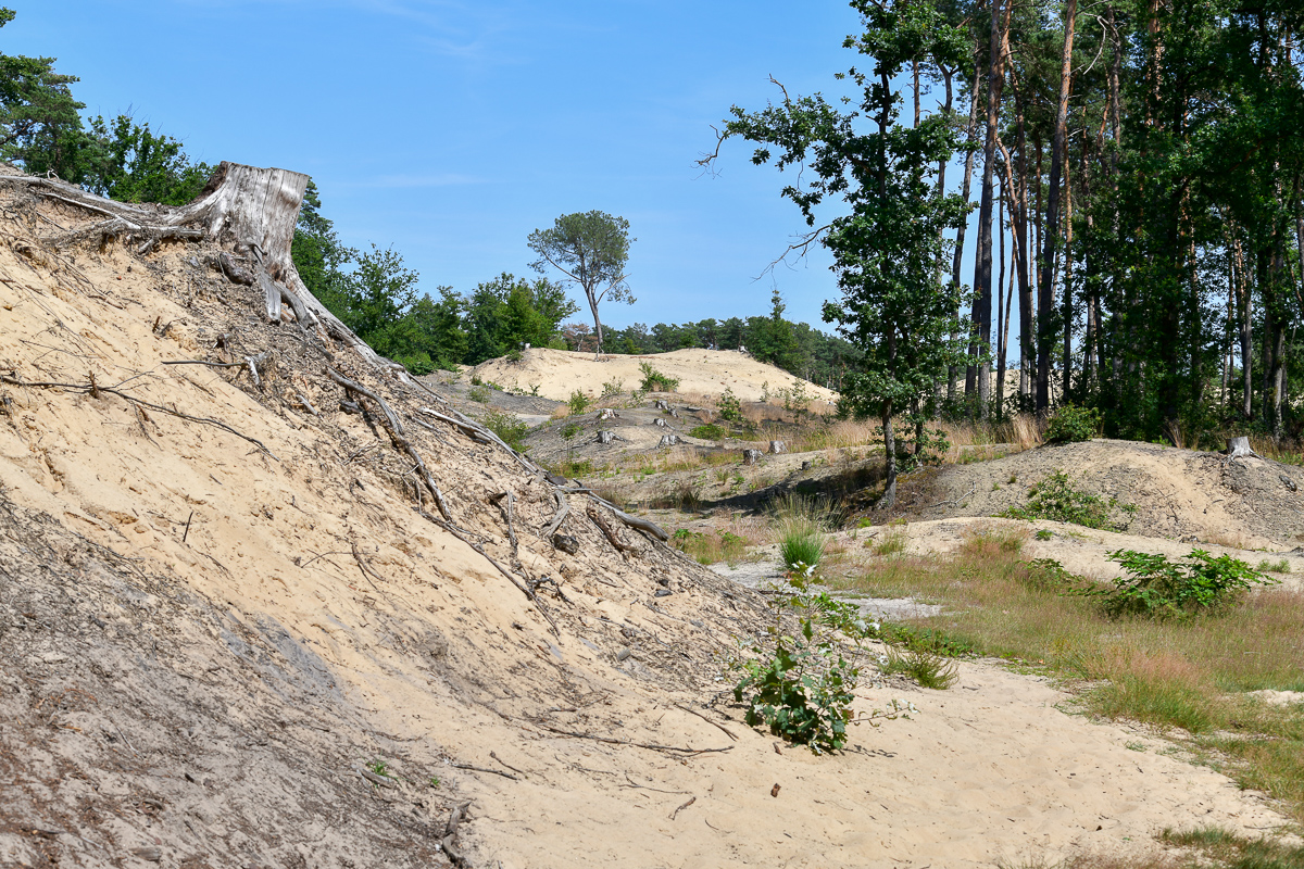 Heidelandschaft bei Hechtel (B)i