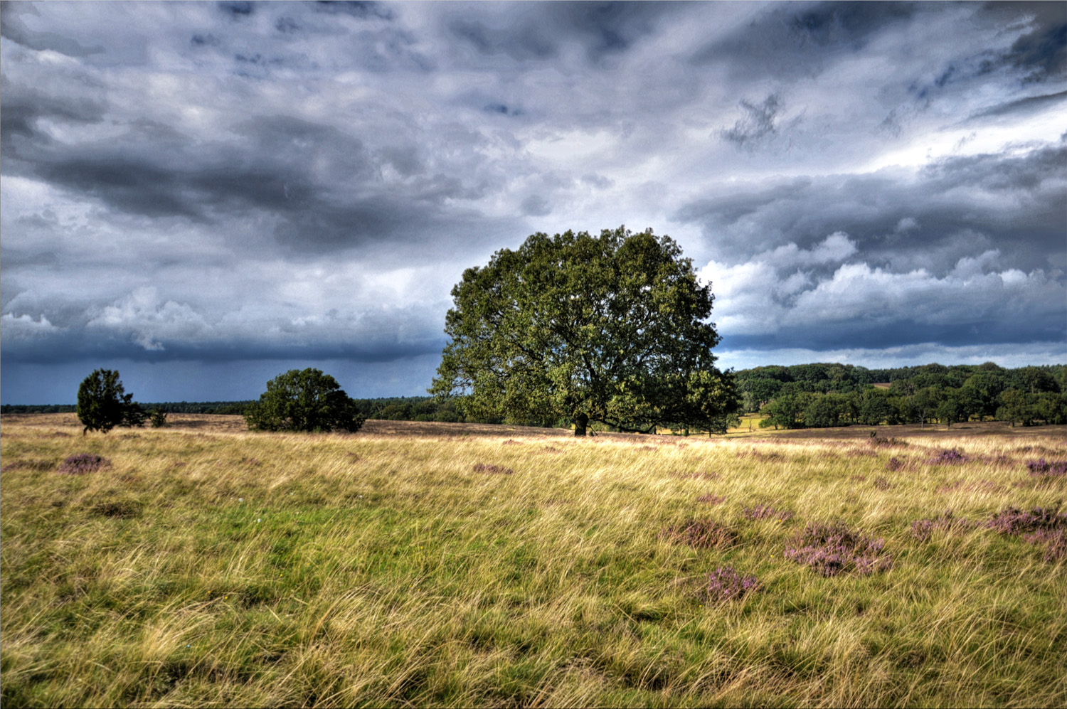 Heidelandschaft bei Oberhaverbeck - Naturpark Lüneburger Heide HDR