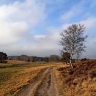 Heidelandschaft bei Undeloh