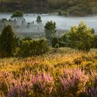 Heide|Landschaft