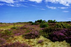 Heidelandschaft Hiddensee 