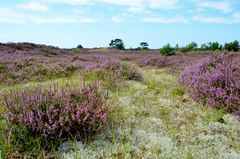 Heidelandschaft Hiddensee