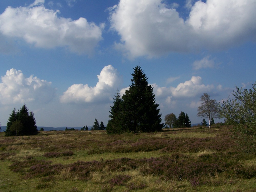 Heidelandschaft Hohe Bracht