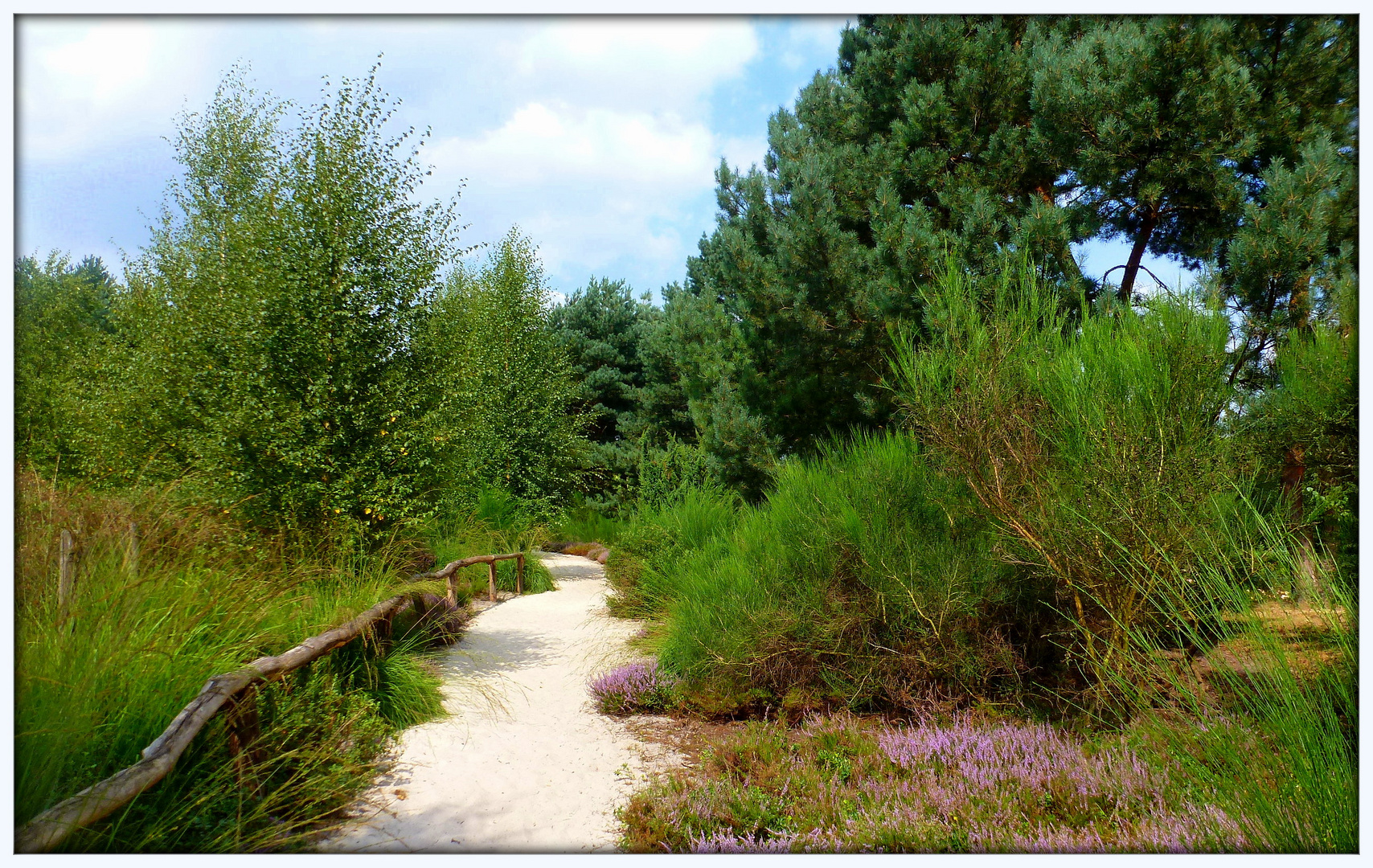 Heidelandschaft im Dortmunder Rombergpark