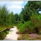 Heidelandschaft im Dortmunder Rombergpark