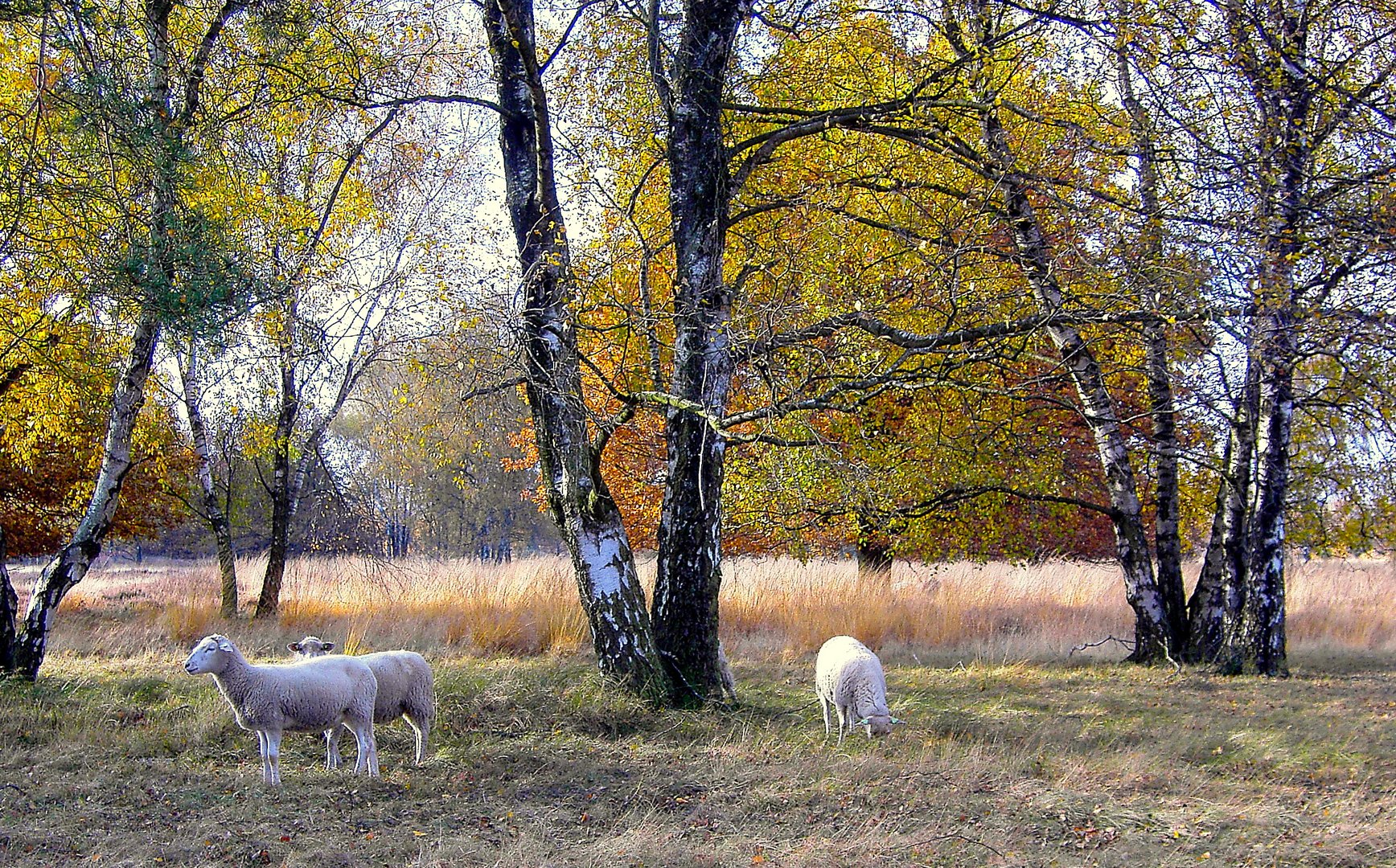 Heidelandschaft im Herbst 02