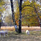 Heidelandschaft im Herbst 02