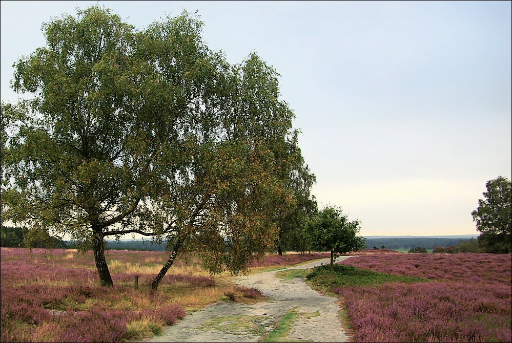 Heidelandschaft im Herbst