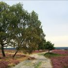 Heidelandschaft im Herbst