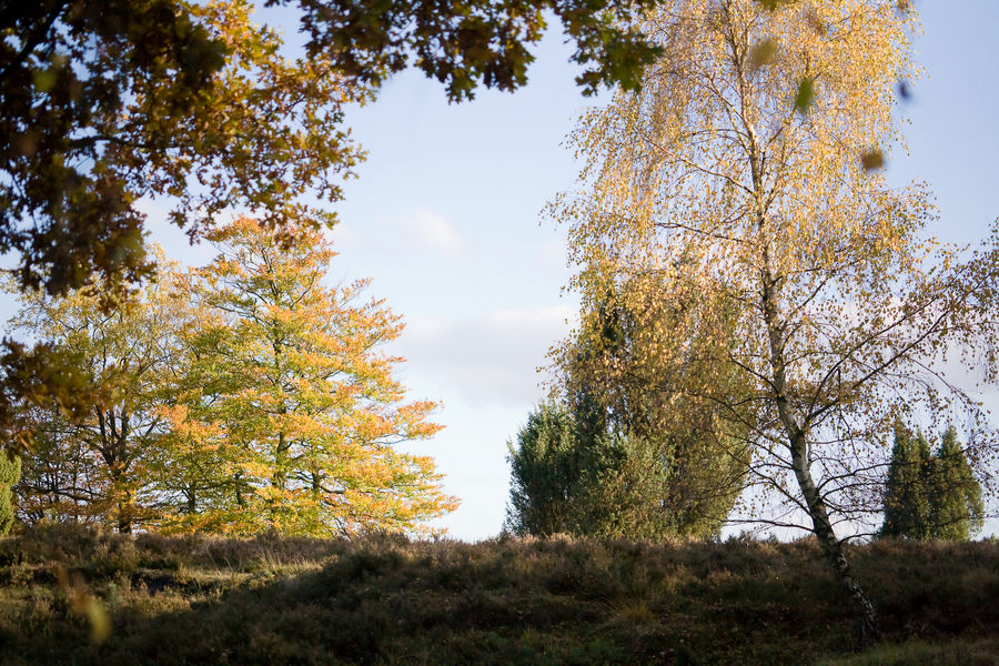 Heidelandschaft im Herbst I