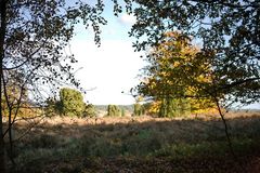 Heidelandschaft im Herbst II