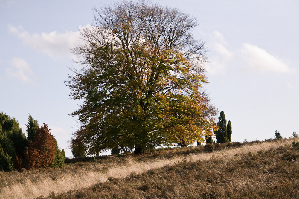 Heidelandschaft im Herbst III