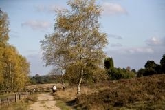 Heidelandschaft im Herbst IV