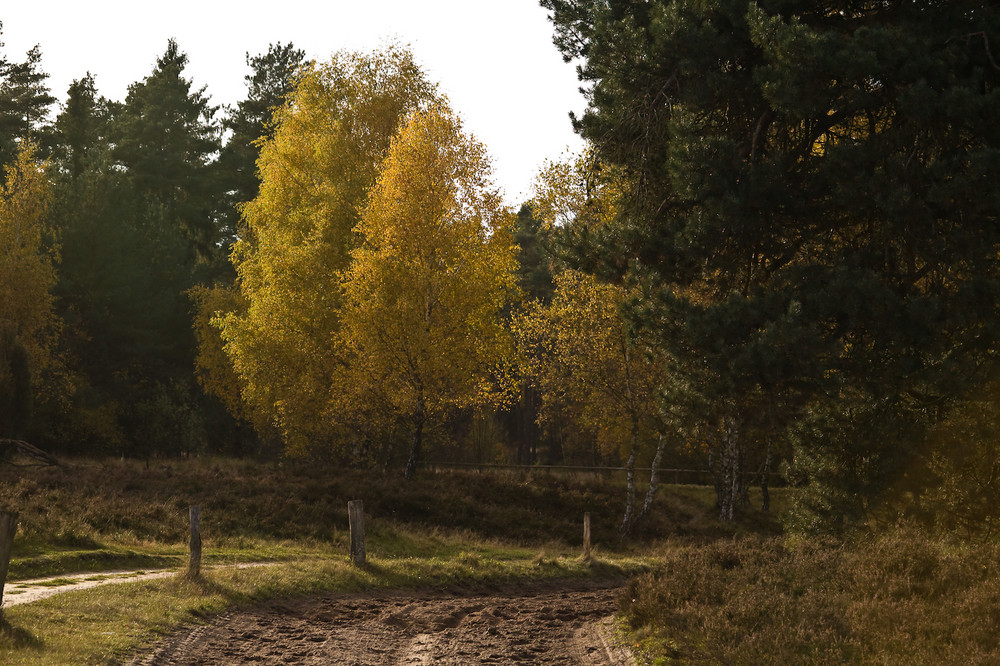 Heidelandschaft im Herbst V