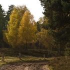 Heidelandschaft im Herbst V