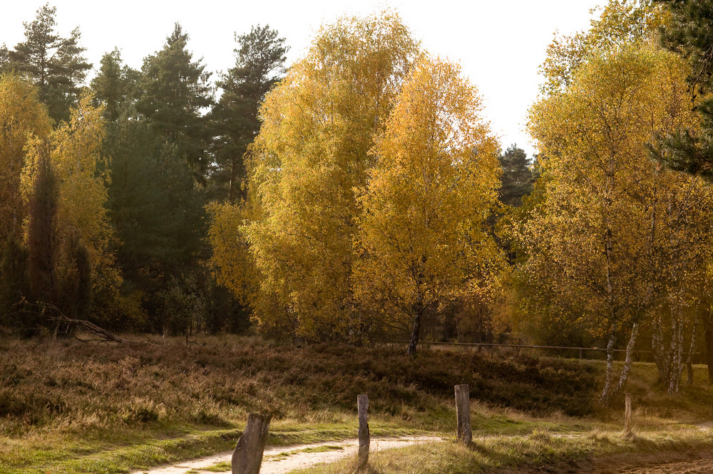 Heidelandschaft im Herbst VI