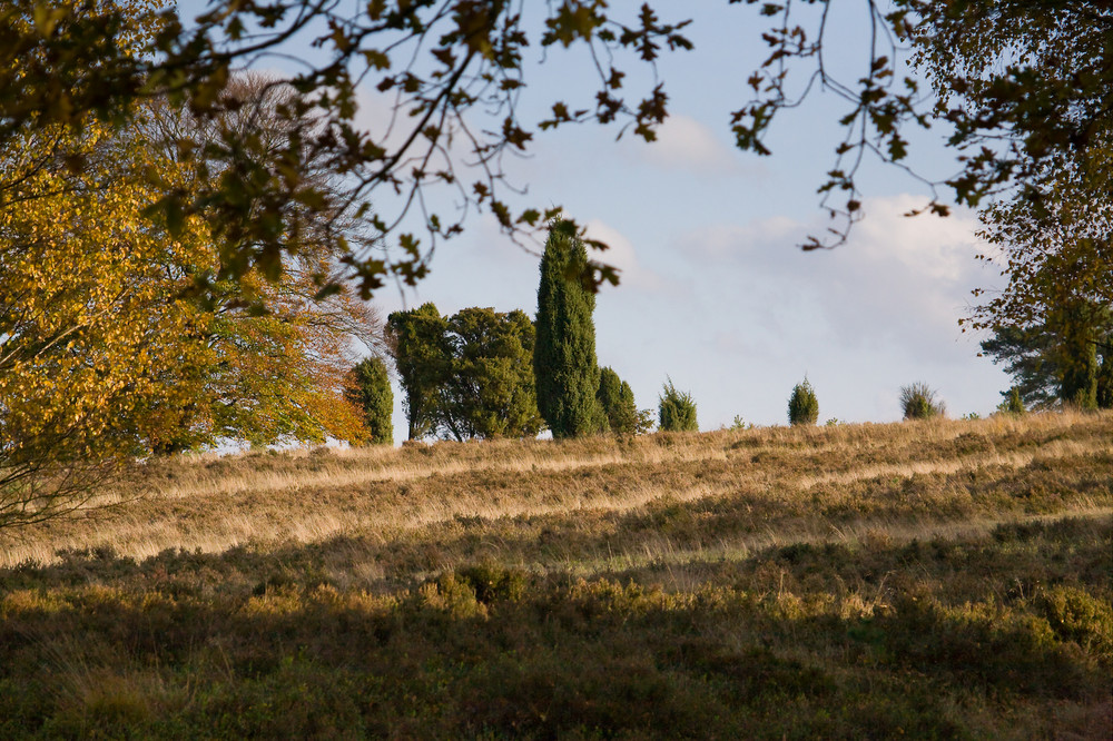 Heidelandschaft im Herbst VII