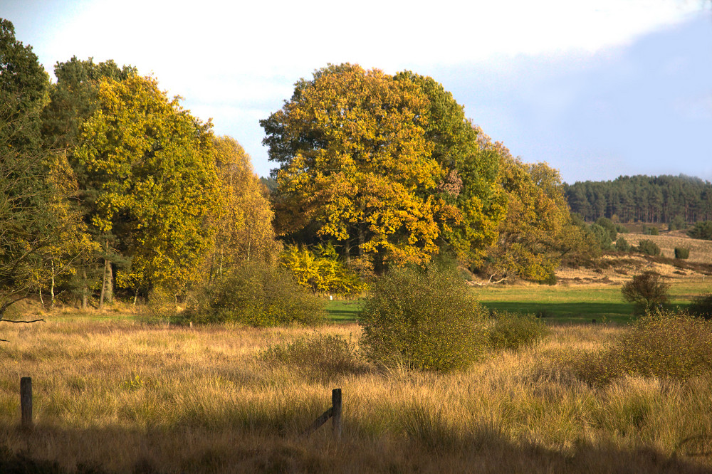 Heidelandschaft im Herbst VIII