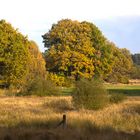 Heidelandschaft im Herbst VIII